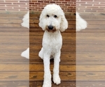 Small Photo #1 Goldendoodle-Poodle (Standard) Mix Puppy For Sale in YORK, PA, USA