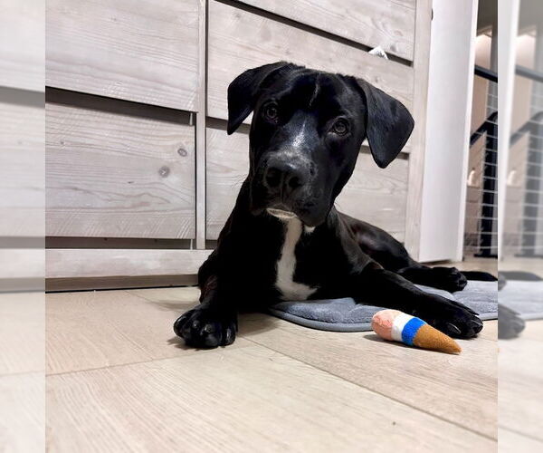 Medium Photo #6 Labrador Retriever-Unknown Mix Puppy For Sale in San Juan Capistrano, CA, USA