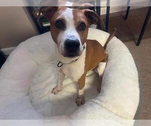 American Pit Bull Terrier-Unknown Mix Dogs for adoption in Ocala, FL, USA