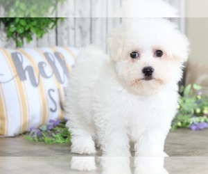 Bichon Frise Puppy for sale in MOUNT VERNON, OH, USA
