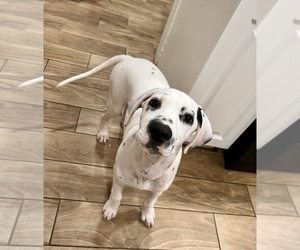 Dalmatian Puppy for sale in TAMPA, FL, USA