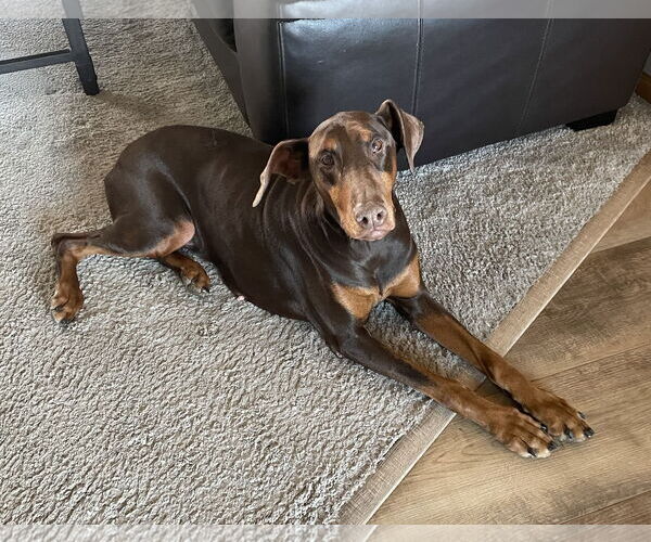 Medium Photo #4 Doberman Pinscher Puppy For Sale in Minneaoplis, MN, USA