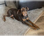 Small #3 Doberman Pinscher