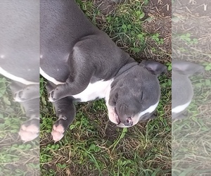 American Pit Bull Terrier Puppy for sale in DELAWARE, OH, USA