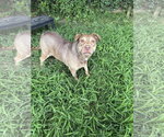 Small American Pit Bull Terrier-Labrador Retriever Mix