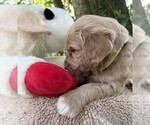 Small Photo #94 Goldendoodle Puppy For Sale in PIERSON, FL, USA