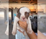 Puppy Estrella American Bulldog