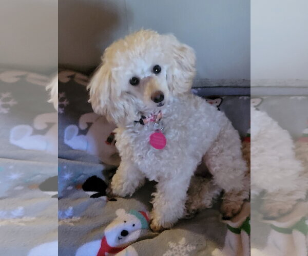 Medium Photo #3 Poodle (Toy) Puppy For Sale in St. Louis Park, MN, USA