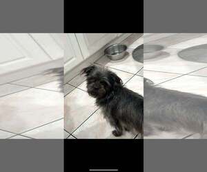 Chloe - Female Shih Tzu-Unknown Mix Dog for Adoption - Photo #4