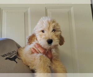 Golden Retriever-Goldendoodle Mix Puppy for sale in NEWTON GROVE, NC, USA