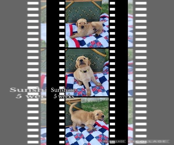 Medium Photo #1 Golden Retriever Puppy For Sale in CHINA SPRING, TX, USA