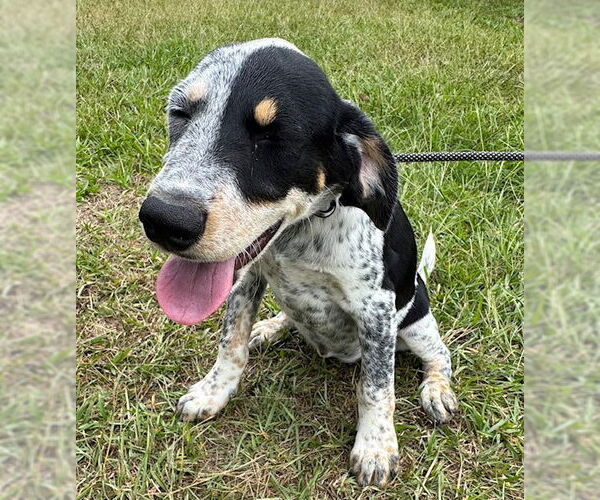 Medium Photo #2 Pointer-Unknown Mix Puppy For Sale in Tarrytown, GA, USA