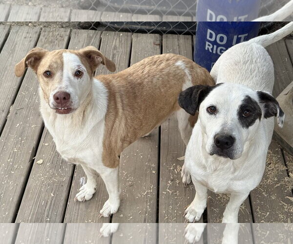 Medium Photo #2 Mutt Puppy For Sale in Rockaway, NJ, USA