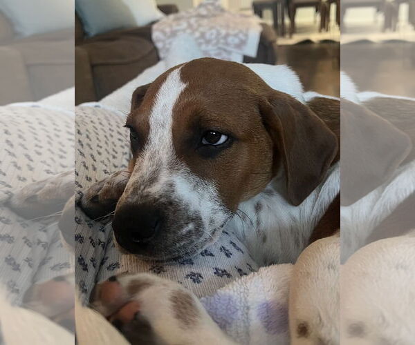 Medium Photo #4 Beagle-Unknown Mix Puppy For Sale in Euless, TX, USA
