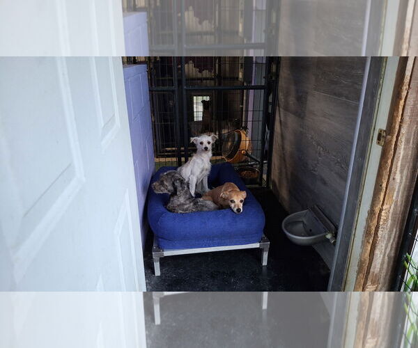 Medium Photo #3 Mutt Puppy For Sale in Sebec, ME, USA