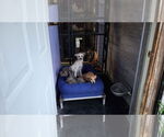Small #2 Mutt