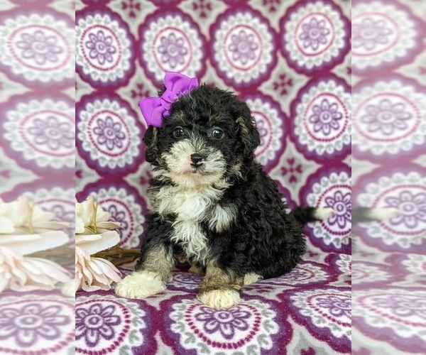 Medium Photo #1 Miniature Bernedoodle Puppy For Sale in OXFORD, PA, USA