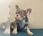 Small Photo #2 French Bulldog Puppy For Sale in BEVERLY HILLS, CA, USA