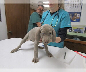 Weimaraner Litter for sale in LAS ANIMAS, CO, USA