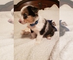 Small Photo #4 Aussie-Corgi Puppy For Sale in BRIGGSDALE, CO, USA