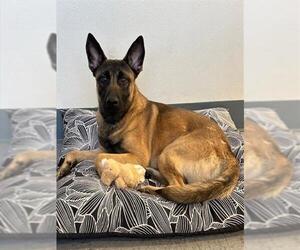 Mutt Dogs for adoption in Big Bear City, CA, USA