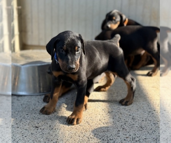Medium Photo #20 Doberman Pinscher Puppy For Sale in NEWTON, NC, USA