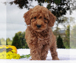 Small Photo #3 Poodle (Miniature) Puppy For Sale in GAP, PA, USA