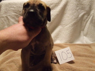 Great Dane Puppy for sale in CALHAN, CO, USA