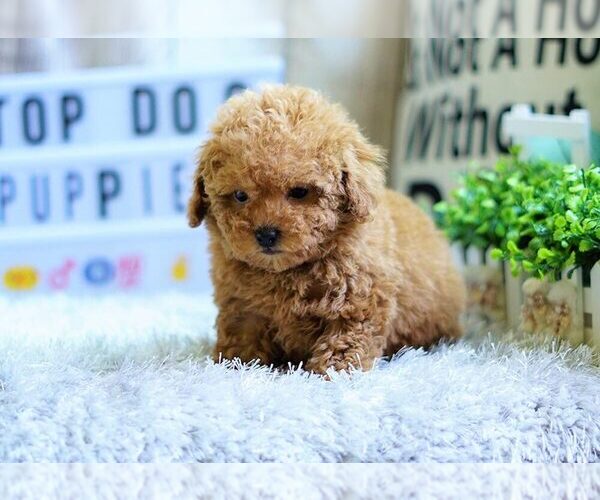 Medium Photo #2 Poodle (Miniature) Puppy For Sale in FULLERTON, CA, USA