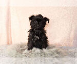 Small Photo #8 YorkiePoo Puppy For Sale in NAPPANEE, IN, USA
