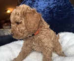 Small Photo #17 Goldendoodle (Miniature) Puppy For Sale in SAN FERNANDO, CA, USA
