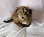Small #10 Havanese