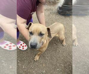 American Staffordshire Terrier-Unknown Mix Dogs for adoption in San Antonio, TX, USA