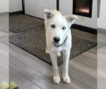 Small #1 Siberian Husky Mix