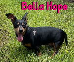 Small #52 Dachshund Mix