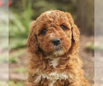 Small Photo #1 Goldendoodle (Miniature) Puppy For Sale in KILLINGER, PA, USA