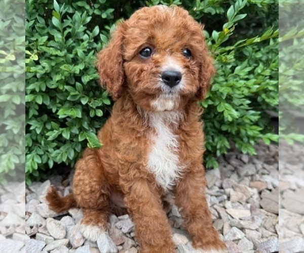 Medium Photo #3 Cavapoo (Miniature) Puppy For Sale in NEWPORT, PA, USA