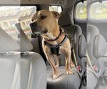 Small Photo #16 American Pit Bull Terrier-American Staffordshire Terrier Mix Puppy For Sale in Spotsylvania, VA, USA
