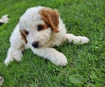 Small #2 Bernedoodle (Miniature)