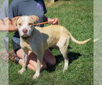 Small #6 American Staffordshire Terrier-Boxer Mix