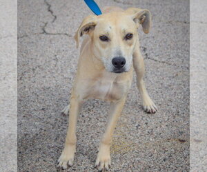Gwen - Female Coonhound-Unknown Mix Dog for Adoption - Photo #3