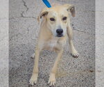 Small Photo #3 Coonhound-Unknown Mix Puppy For Sale in Huntley, IL, USA