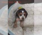Small Photo #16 Beagle Puppy For Sale in CENTRALIA, WA, USA
