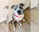 Small Photo #2 Mutt Puppy For Sale in Rockville, MD, USA