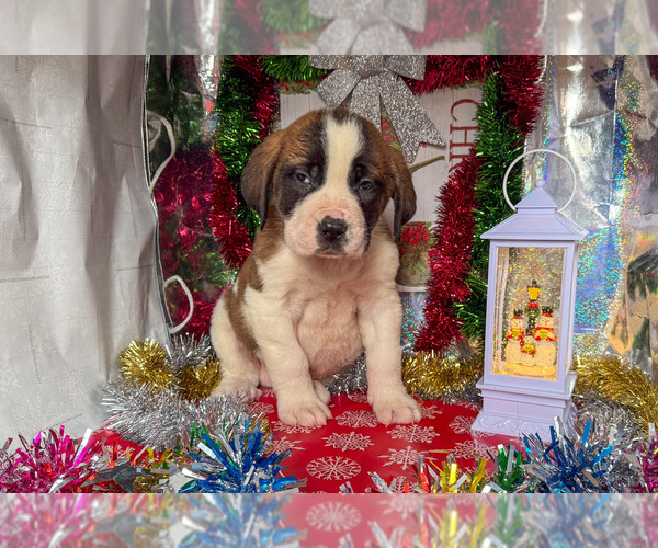 Medium Photo #2 Saint Bernard Puppy For Sale in ORWELL, OH, USA