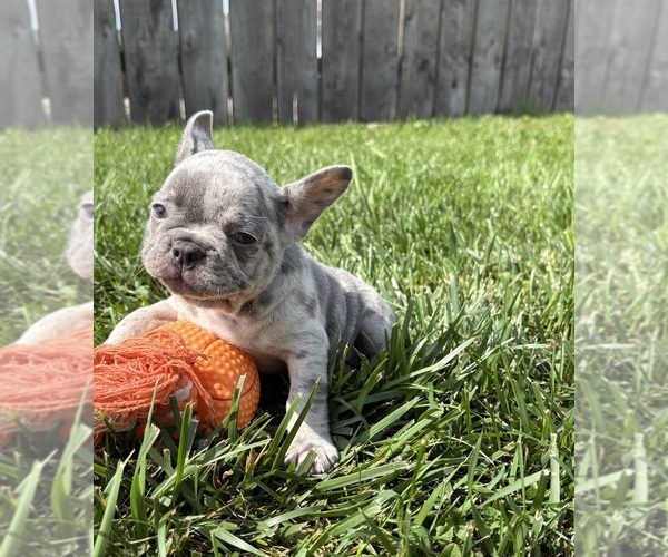 Medium Photo #3 French Bulldog Puppy For Sale in MIDDLEBURY, IN, USA