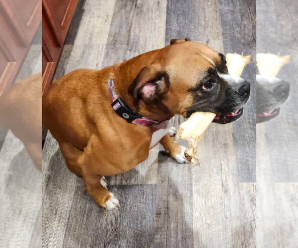Medium Photo #3 Boxer Puppy For Sale in Austin, TX, USA
