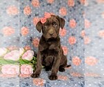 Small Photo #1 Labrador Retriever Puppy For Sale in HOLTWOOD, PA, USA
