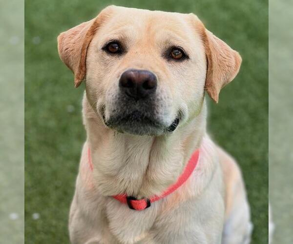 Medium Photo #7 Labrador Retriever Puppy For Sale in San Diego, CA, USA