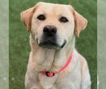 Small #6 Labrador Retriever